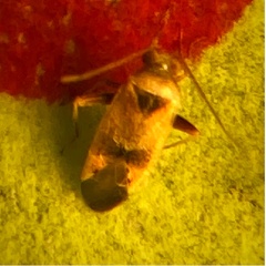 Parthenicus juniperi