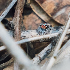 Maratus volans