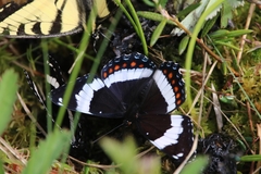 Limenitis arthemis rubrofasciata
