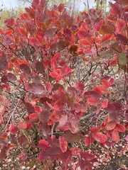 Cotinus