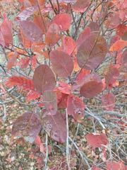 Cotinus coggygria