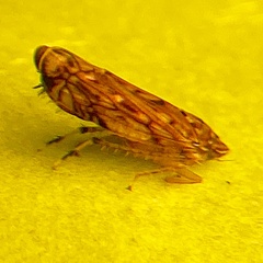 Osbornellus clarus