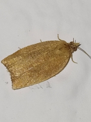 Clepsis consimilana