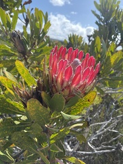 Protea obtusifolia
