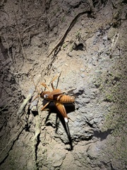 Penalva flavocalceata