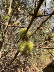 Eucalyptus conferruminata