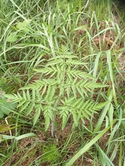 Anthriscus sylvestris