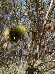 Eucalyptus conferruminata