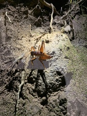 Penalva flavocalceata