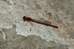 Xanthocnemis zealandica