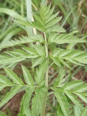 Anthriscus sylvestris