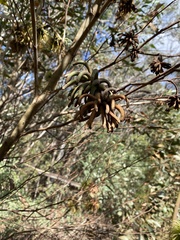 Eucalyptus conferruminata