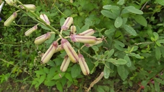 Crotalaria