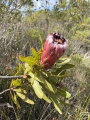 Protea neriifolia