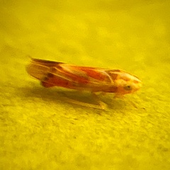 Erythridula praecisa