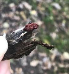 Arcyria stipata