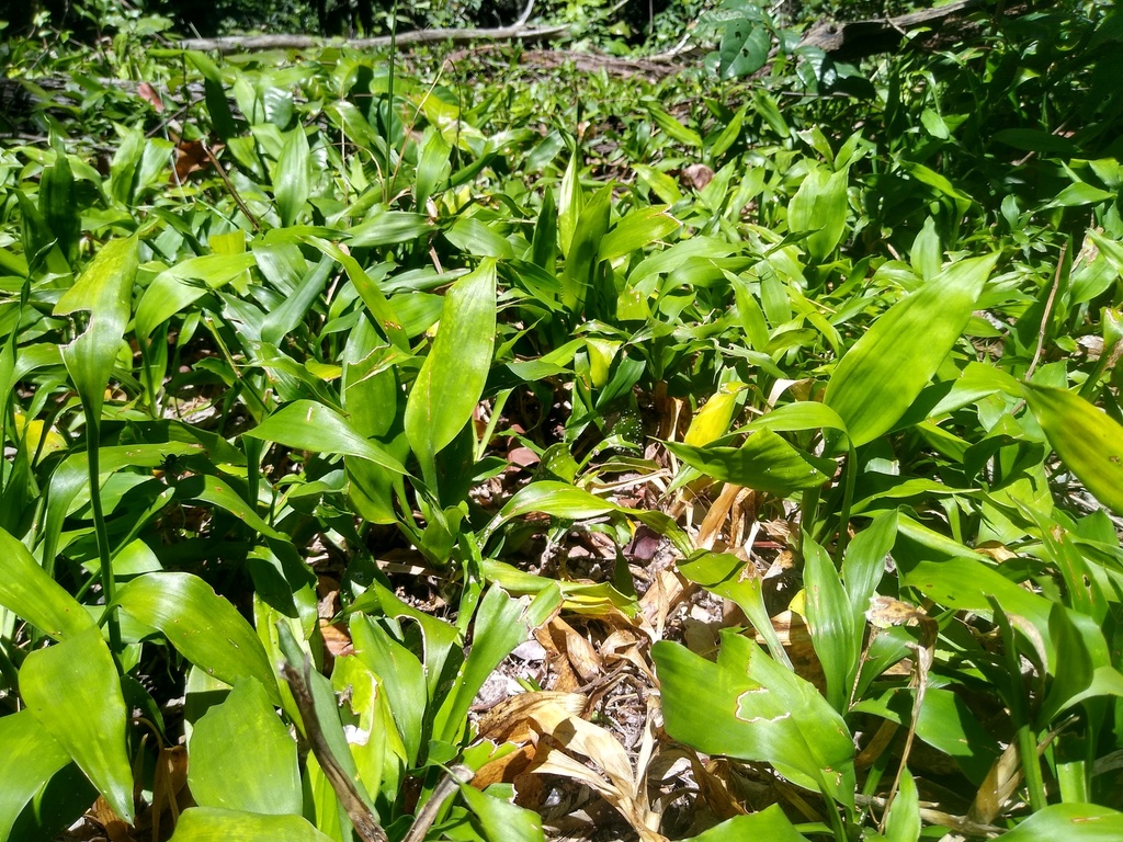 Foto de Bambu da Sorte