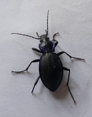Carabus problematicus