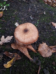 Armillaria ostoyae