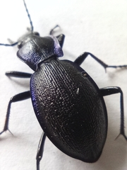 Carabus problematicus