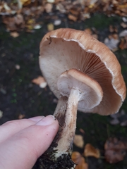Armillaria ostoyae