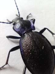 Carabus problematicus