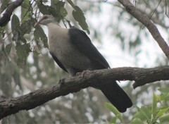 Columba leucomela