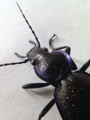 Carabus problematicus