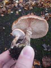 Armillaria ostoyae