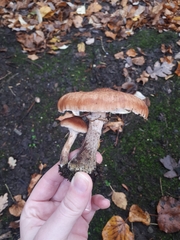 Armillaria ostoyae
