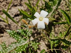 Cnidoscolus loasoides