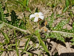 Cnidoscolus loasoides
