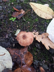 Armillaria ostoyae