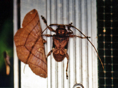 Lagocheirus araneiformis
