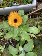 Calendula