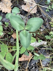 Trifolium