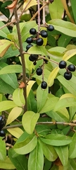 Ochna serrulata