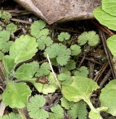 Hydrocotyle moschata