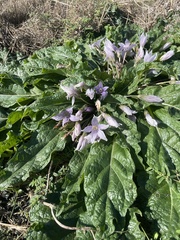 Mandragora autumnalis