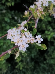 Crataegus monogyna