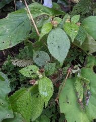 Boehmeria pilosiuscula