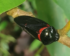 Cosmoscarta egens
