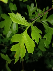 Crataegus monogyna