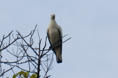 Ducula bicolor