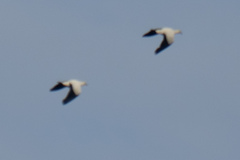 Ducula bicolor