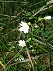 Cerastium arvense
