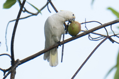 Cacatua