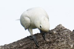 Cacatua