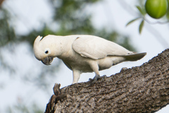 Cacatua