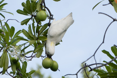Cacatua
